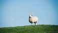 Film - God's Own Country