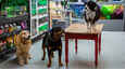 Film - Cats & Dogs 3: Paws Unite