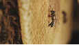 Film - Tagebuch einer Biene