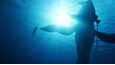 Film - Avatar: Put vode