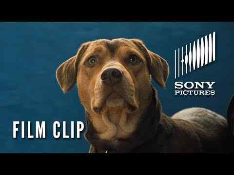 A Dog's Way Home - Clip 