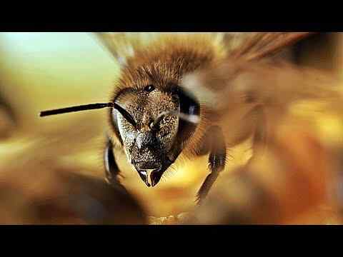 Tagebuch einer Biene - trailer