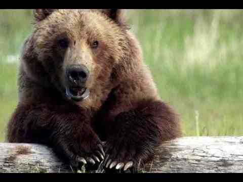 Bears - trailer